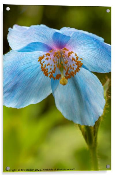 Blue poppy flower head Acrylic by Joy Walker
