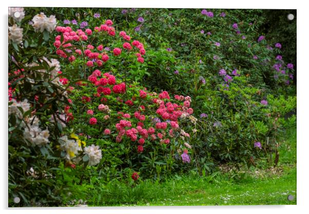 Rhododendron shrubs in full flower Acrylic by Joy Walker