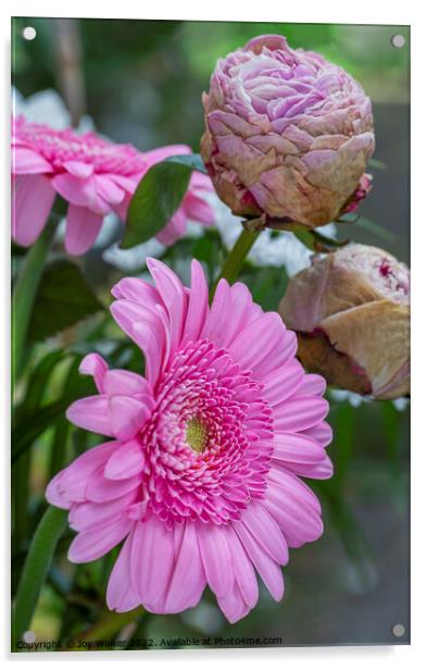 Pink gerbera flowers and dried peony flowers Acrylic by Joy Walker