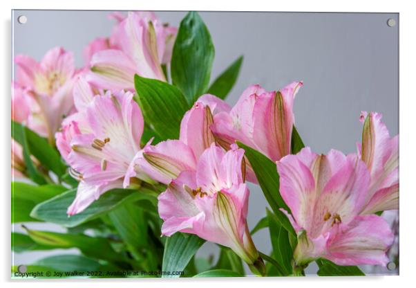 A bouquet of Pink Alstroemeria flowers Acrylic by Joy Walker