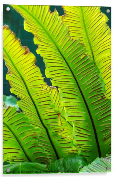 Phyllitis scolopendrium fern or Hart's tongue fern Acrylic by Joy Walker