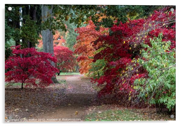 Japanese Acer trees Acrylic by Joy Walker