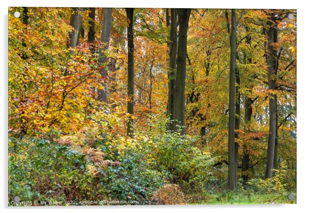 Beech trees in the Autumn Acrylic by Joy Walker