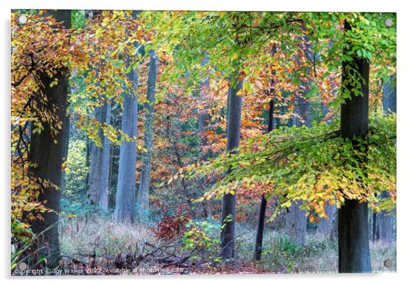 Colorful Autumn woodland Acrylic by Joy Walker