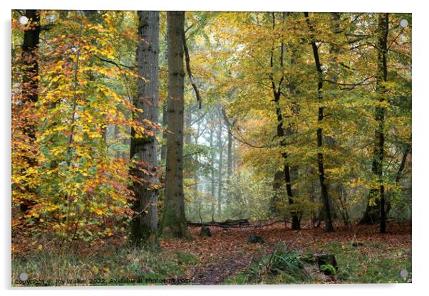 Beech trees Acrylic by Joy Walker