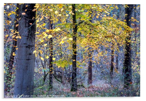 Autumn woodland Acrylic by Joy Walker