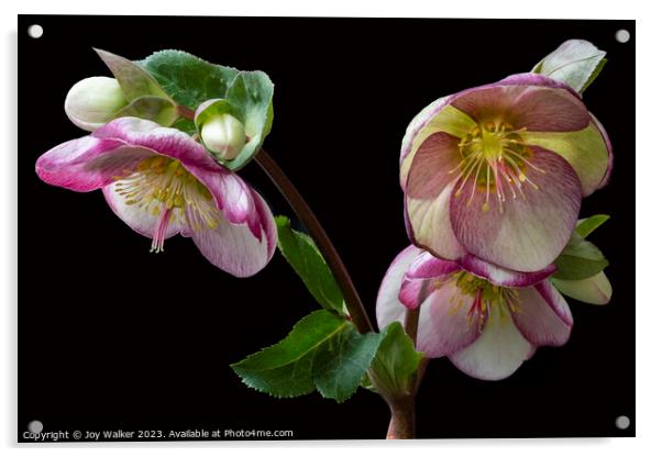 Flowering Hellebore with pink edges to the petals Acrylic by Joy Walker