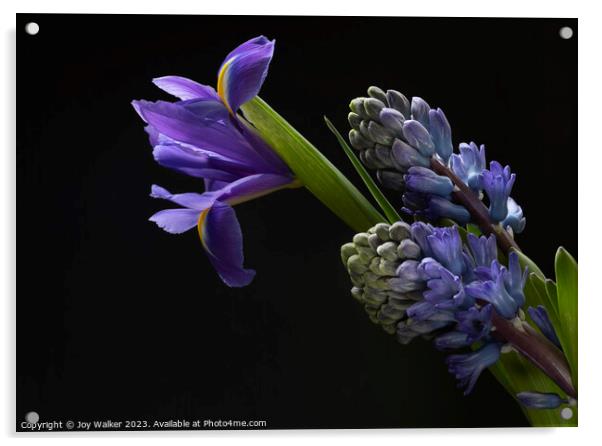 Iris and Hyacinth flowers  Acrylic by Joy Walker