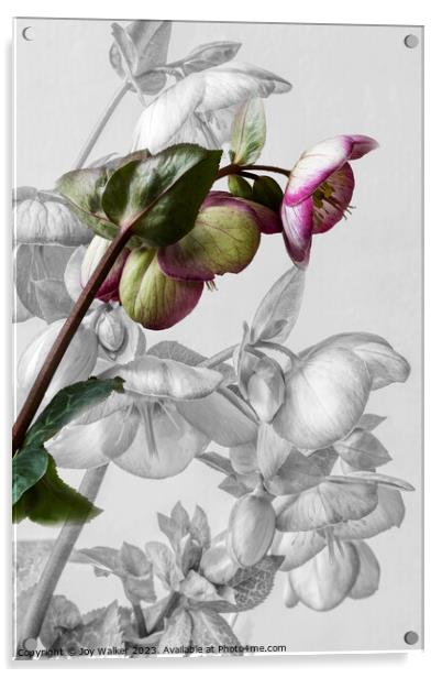 Hellebore Blooms Acrylic by Joy Walker