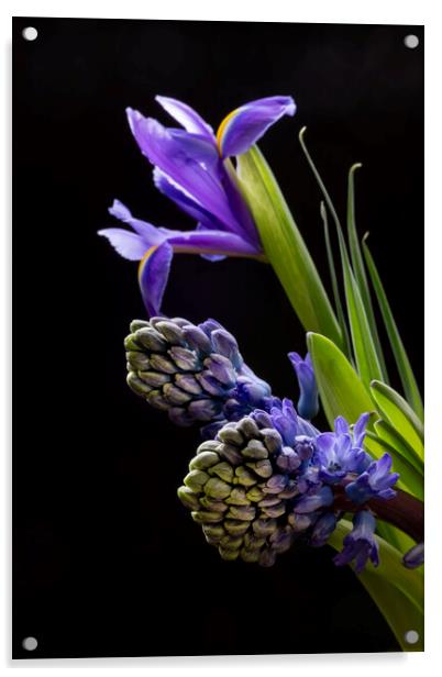 Iris flowers and Hyacinth flowers Acrylic by Joy Walker