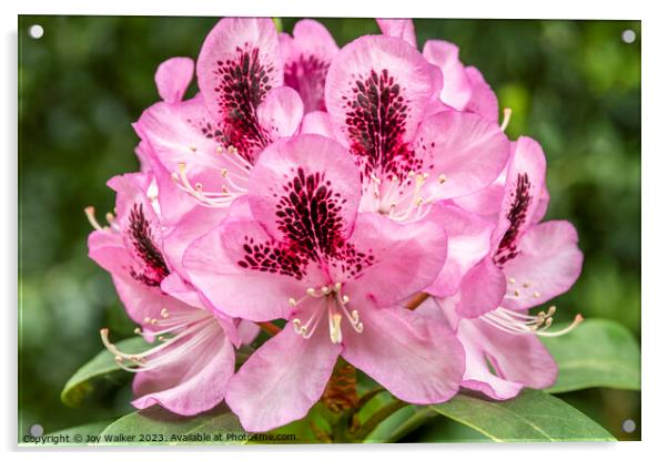A pink Rhododendron flower Acrylic by Joy Walker