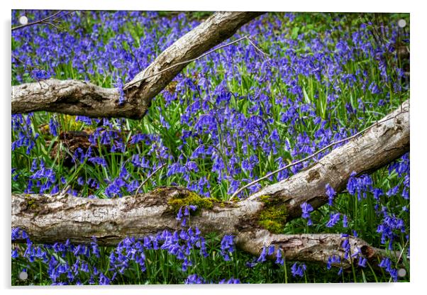 Bluebells flowers Acrylic by Joy Walker