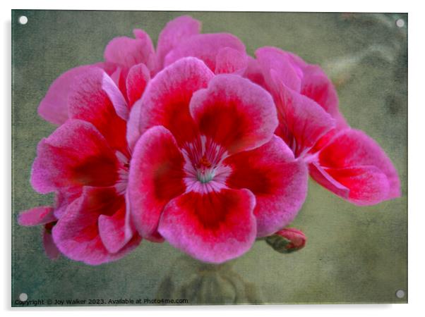Pin Geranium flower Acrylic by Joy Walker