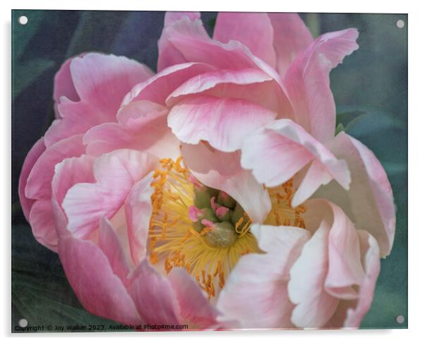 Pink Peony Flower Acrylic by Joy Walker