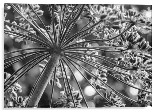 Cow parsley flower head with seeds Acrylic by Joy Walker