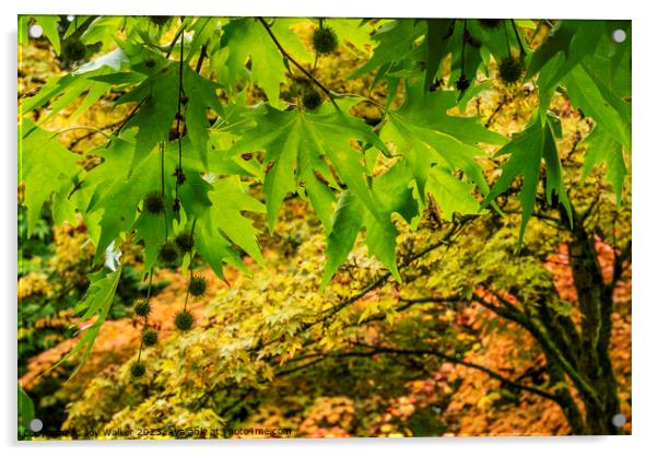 Leaves and seeds of a Platanus Orientalis tree Acrylic by Joy Walker