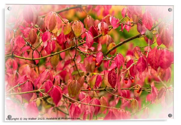 Red Euonymus leaves Acrylic by Joy Walker