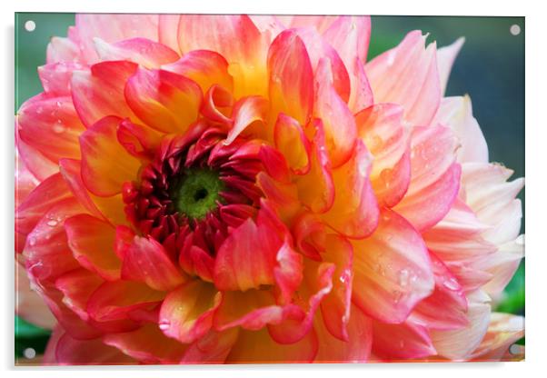 Study of Dahlia Blossom Acrylic by Joy Walker