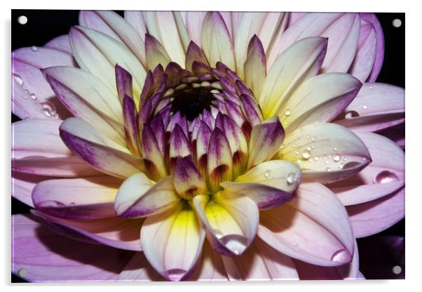 Dahlia flower,single bloom Acrylic by Joy Walker