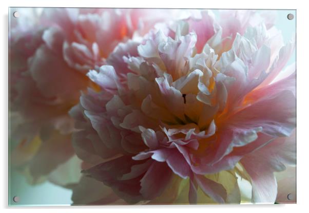 A Peony Bloom Acrylic by Joy Walker