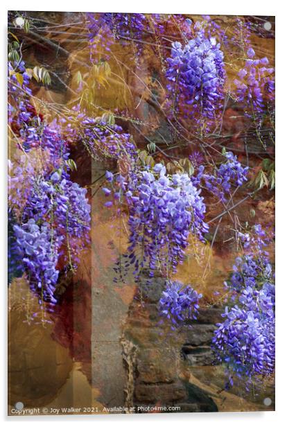 Wisteria shrub Acrylic by Joy Walker