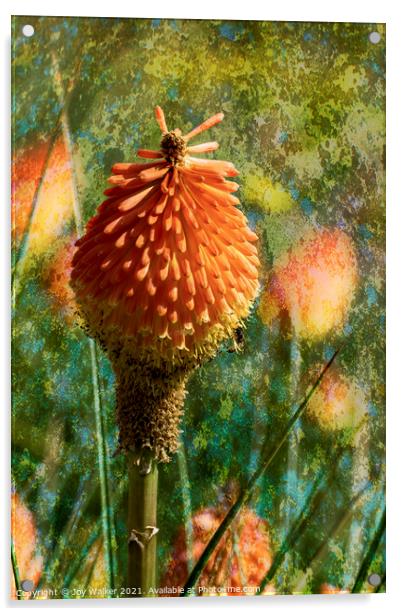 The Red Hot Poker flower Acrylic by Joy Walker