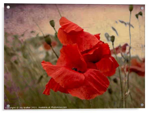 Poppies growing wild Acrylic by Joy Walker