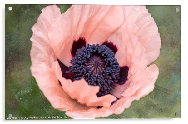 A single pink garden poppy Acrylic by Joy Walker