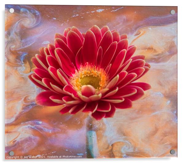  A single pink Gerbera flower Acrylic by Joy Walker