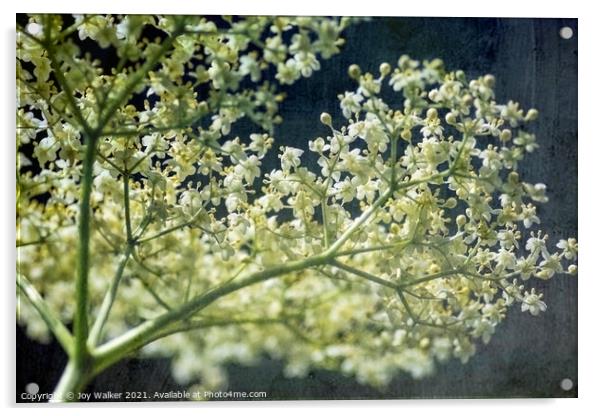 An Elderberry flower head Acrylic by Joy Walker