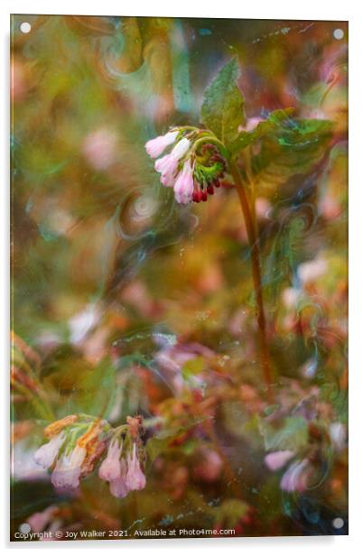 A pink Comfrey plant Acrylic by Joy Walker