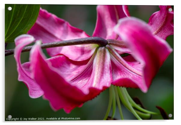 A single pink lily flower in full bloom Acrylic by Joy Walker