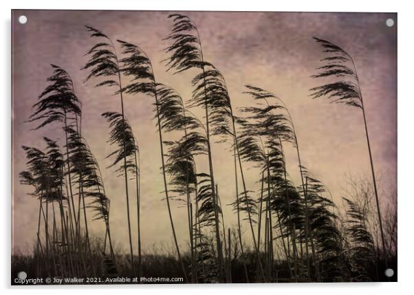 Tall reed grasses on a river bank near Oxford, blowing in the wind Acrylic by Joy Walker