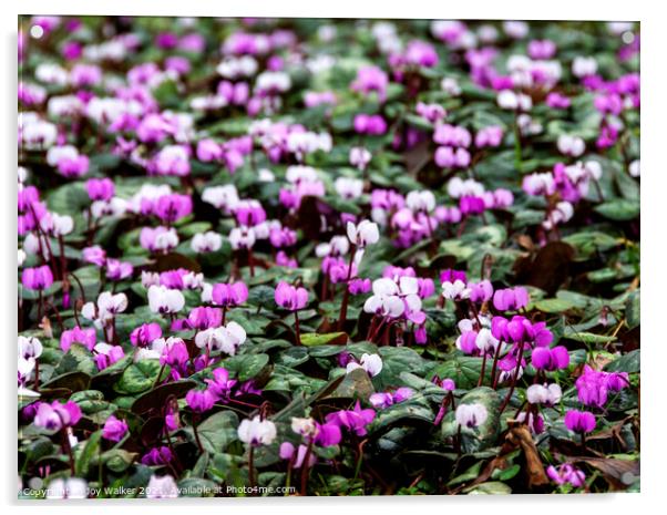 A carpet of pink and white Cyclamen flowers Acrylic by Joy Walker