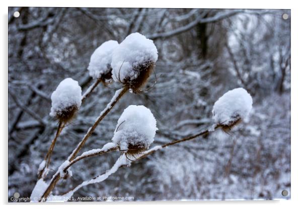 Teasels in the snow Acrylic by Joy Walker