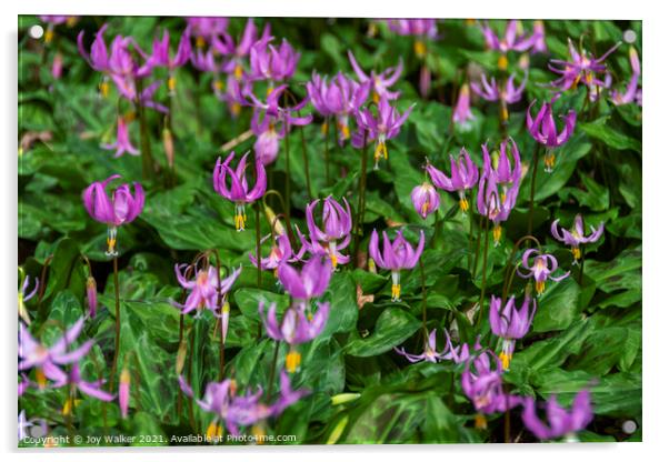 A patch of Erythronium Revolutum lilies Acrylic by Joy Walker