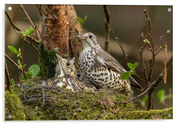 A Mistle Thrush Nest.  Acrylic by Ros Crosland