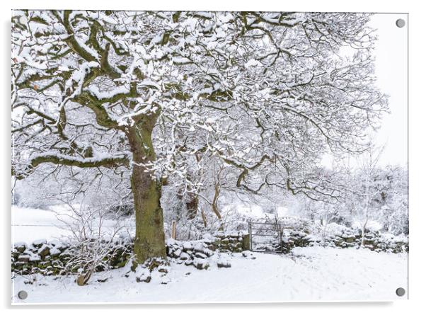 Winter Tree.  Acrylic by Ros Crosland