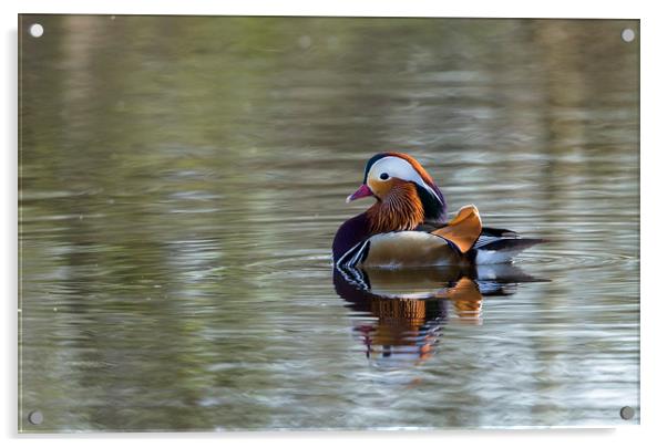 Mandarin Duck Acrylic by Ros Crosland