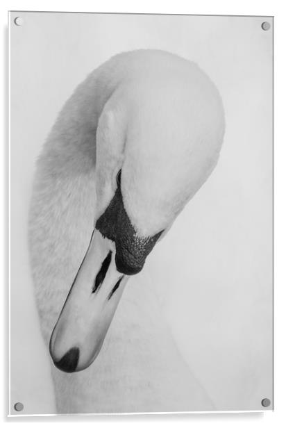 Swan Head Acrylic by Ros Crosland