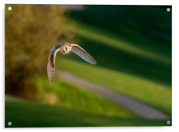 A Barn Owl in Flight in evening sunlight.  Acrylic by Ros Crosland