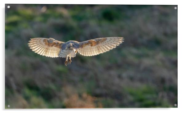 A female barn owl hovering.  Acrylic by Ros Crosland