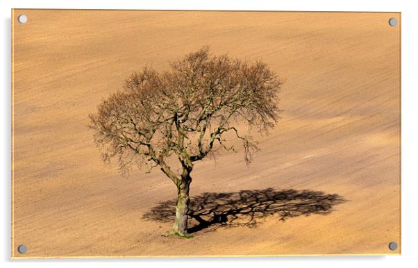 Tree Shadow Acrylic by Ros Crosland