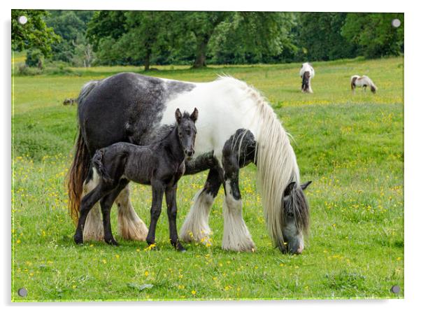 Mother with Foal Acrylic by Ros Crosland