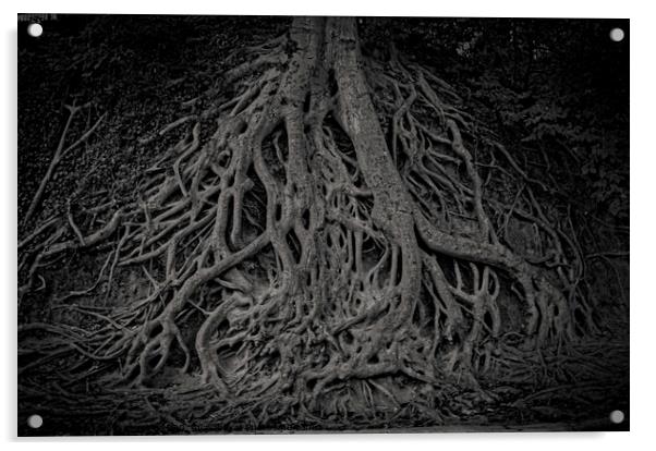 Medusa Tree roots Acrylic by Jo Anne Keasler