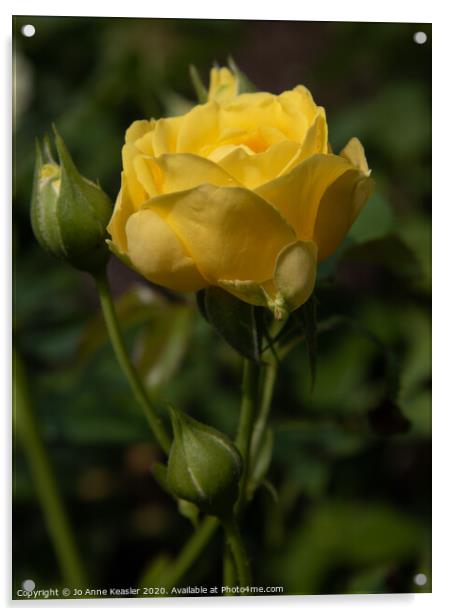 Yellow rose Acrylic by Jo Anne Keasler