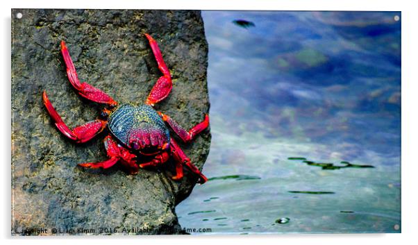 A Crabs Life.  Acrylic by Liam Kimm