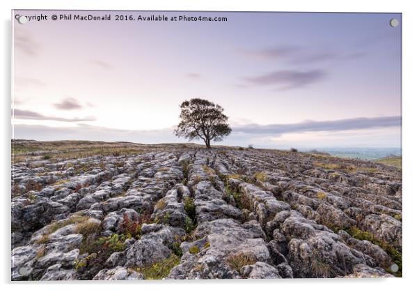 The Lonely Malham Ash at Dawn Acrylic by Phil MacDonald