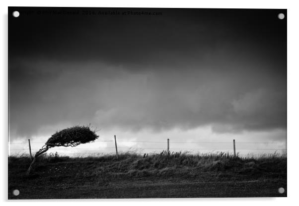 Windswept Tree, Dorset Acrylic by Phil MacDonald