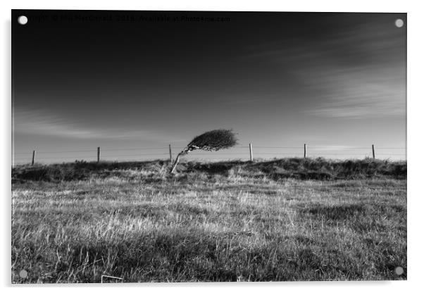 Windswept Tree, Dorset Acrylic by Phil MacDonald